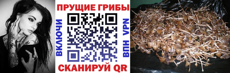 Псилоцибиновые грибы ЛСД  кракен ССЫЛКА  Новый Уренгой 